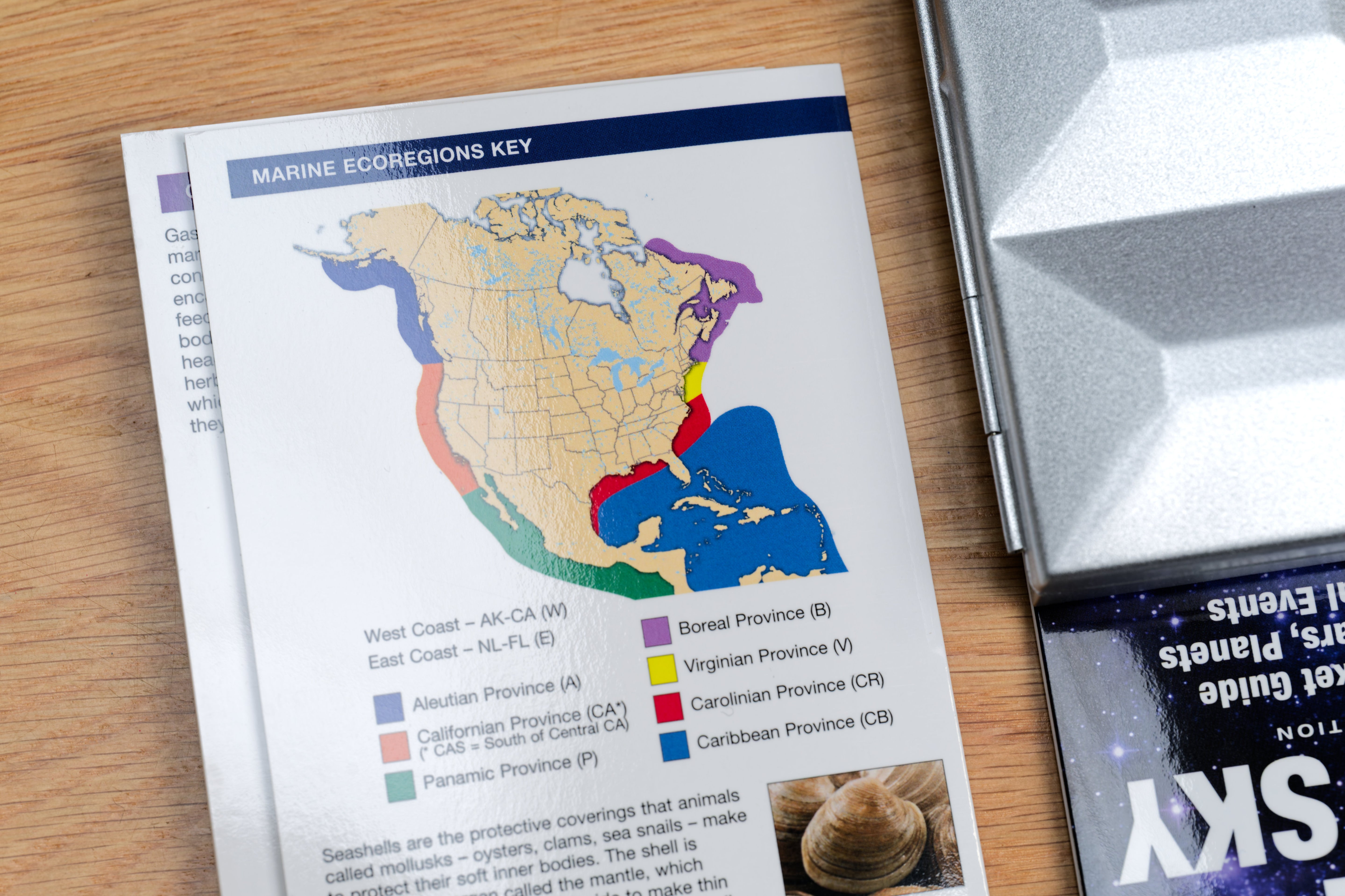 Pocket Naturalist: Seashells