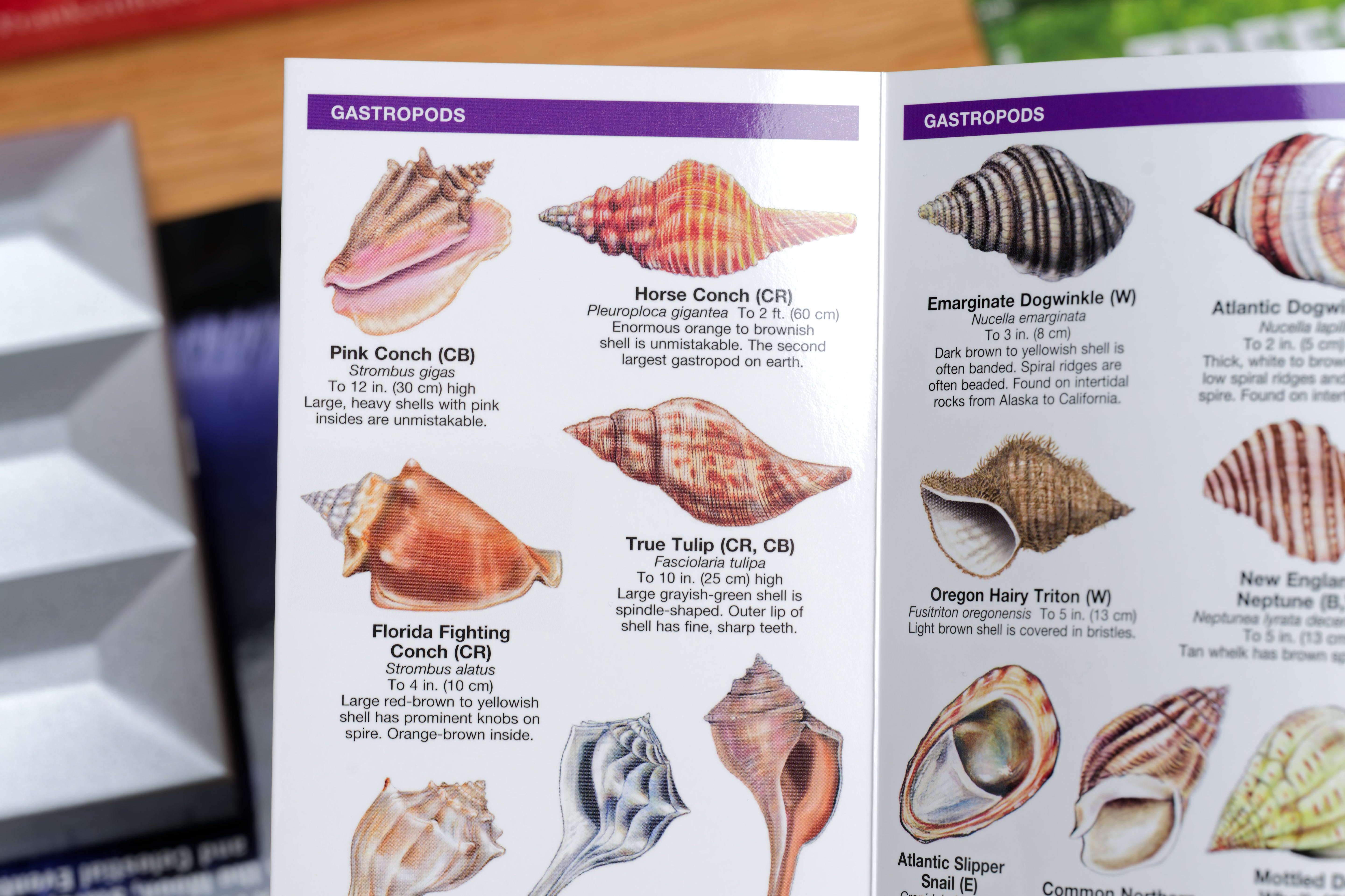 Pocket Naturalist: Seashells