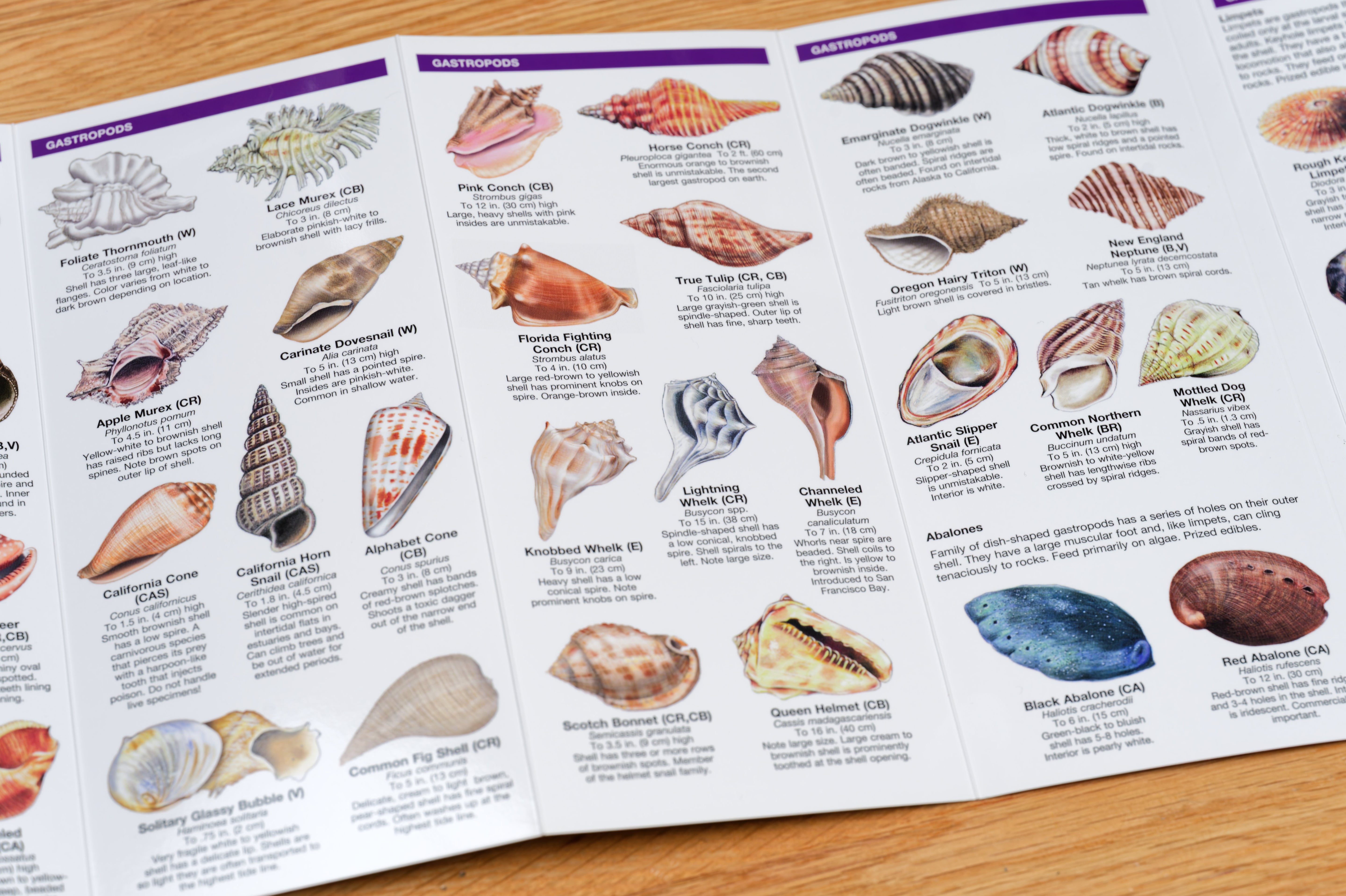 Pocket Naturalist: Seashells