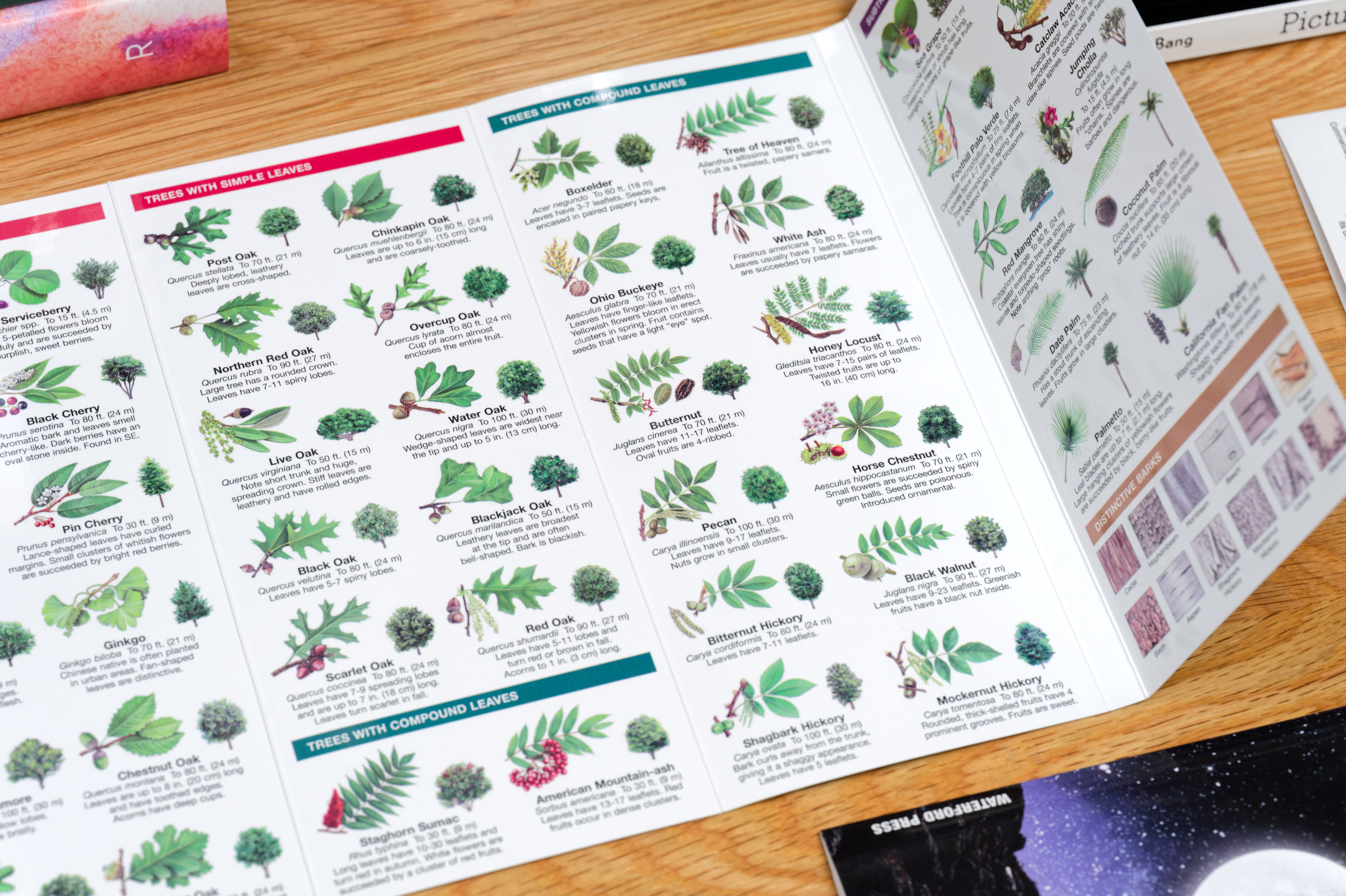 Pocket Naturalist: Trees