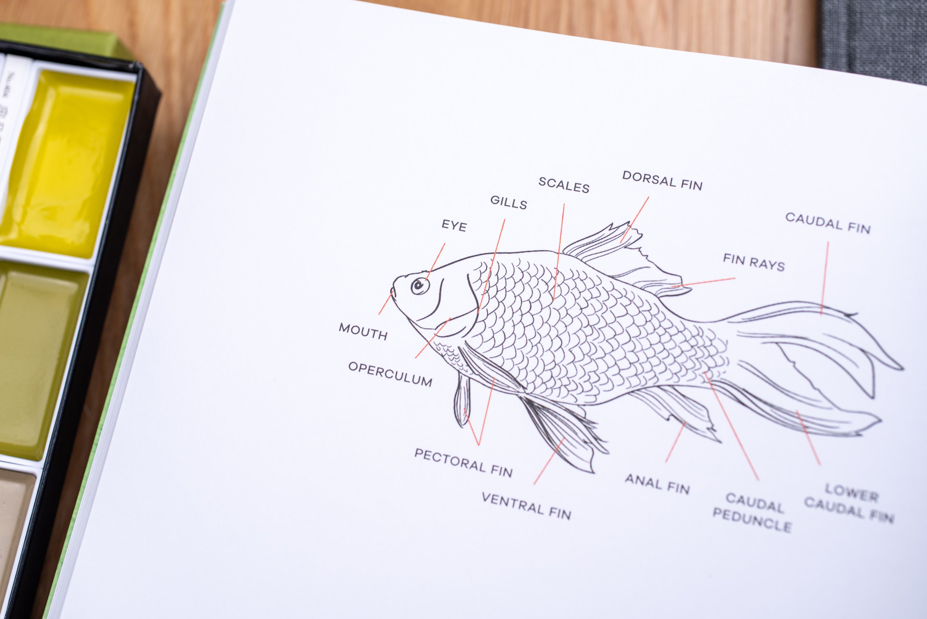 Peggy Dean's Guide to Nature Drawing and Watercolor