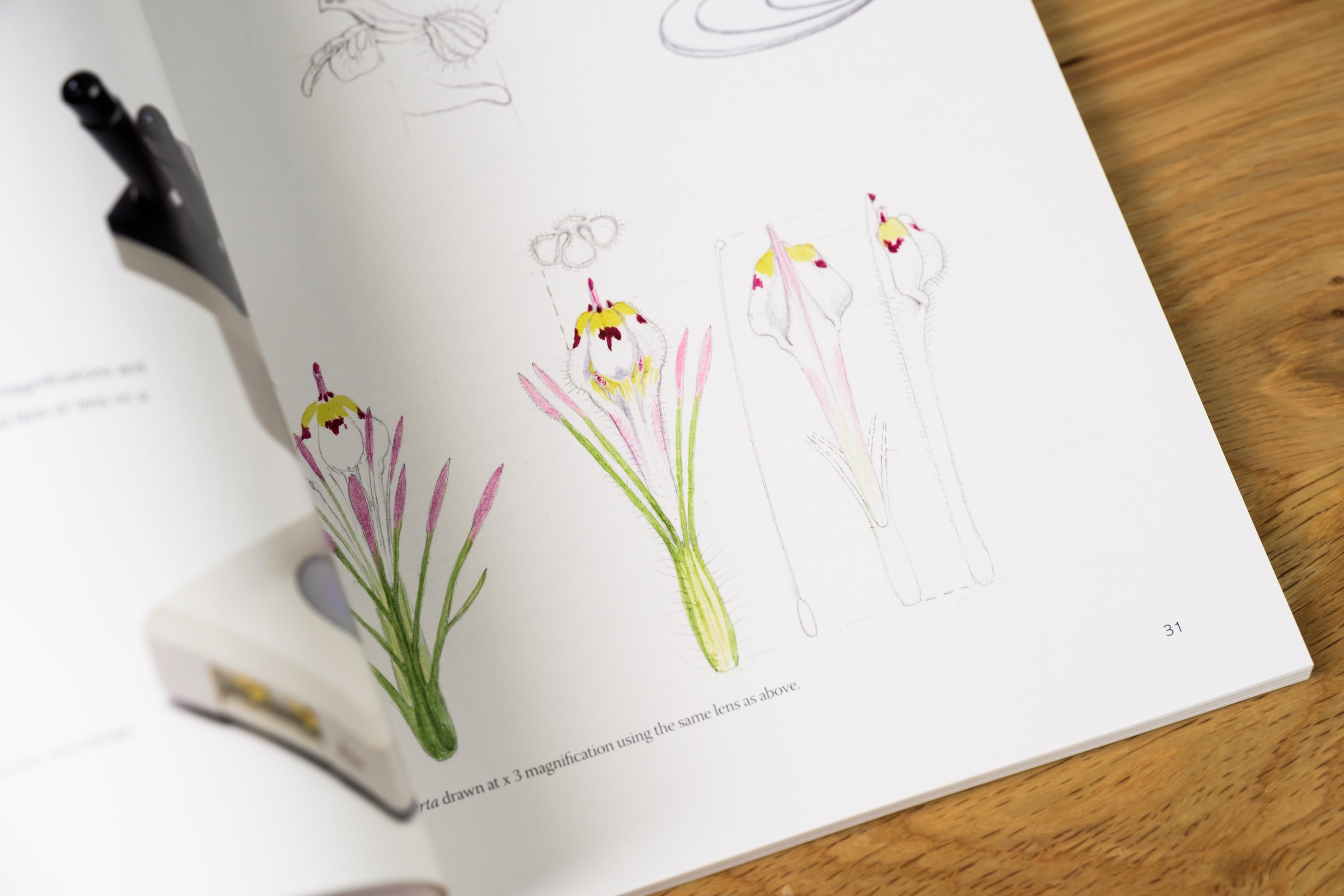 The Kew Book of Botanical Illustration