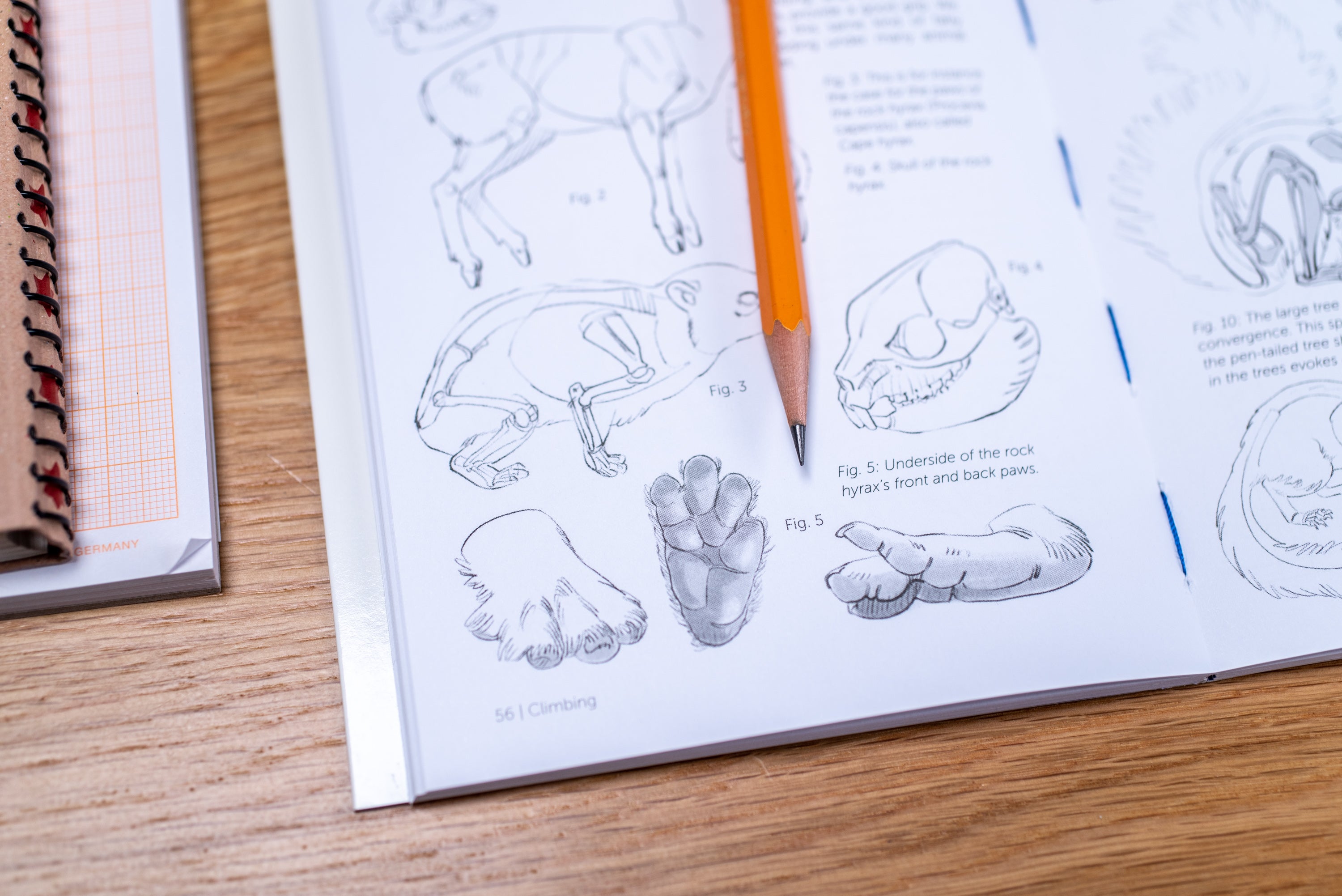 Morpho Anatomy Handbooks: Mammals