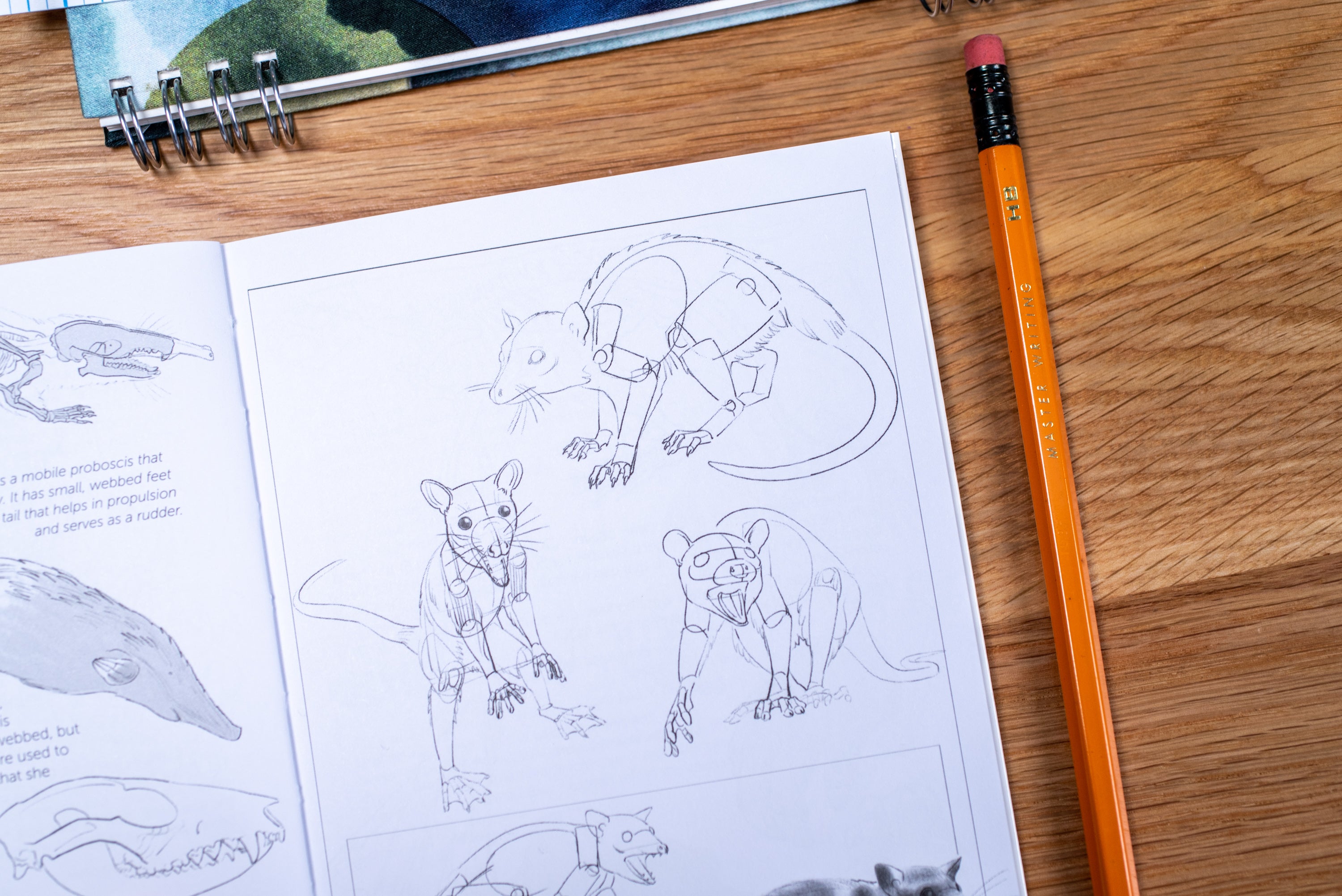 Morpho Anatomy Handbooks: Mammals