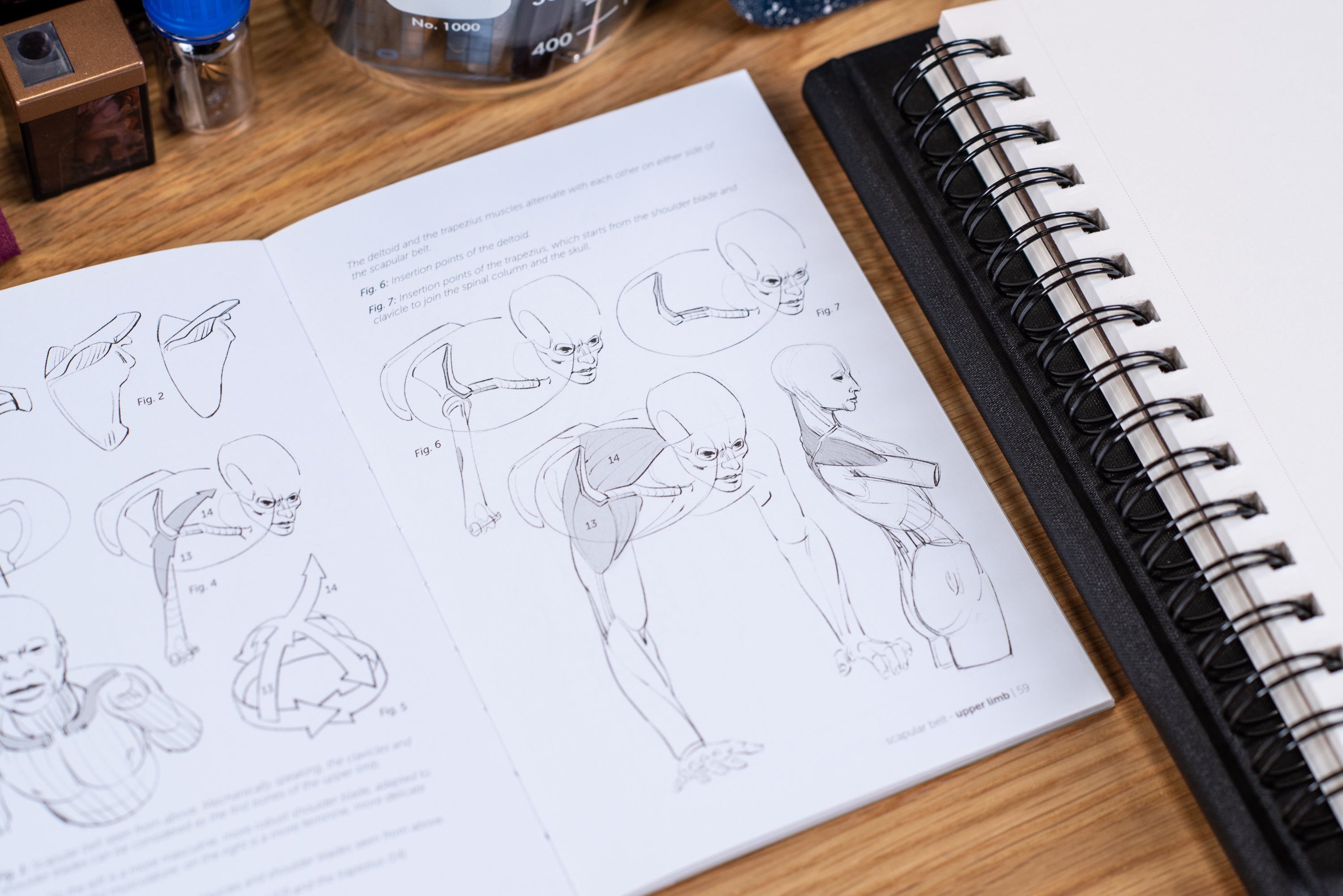 Morpho Anatomy Handbooks: Joint Forms and Muscular Functions