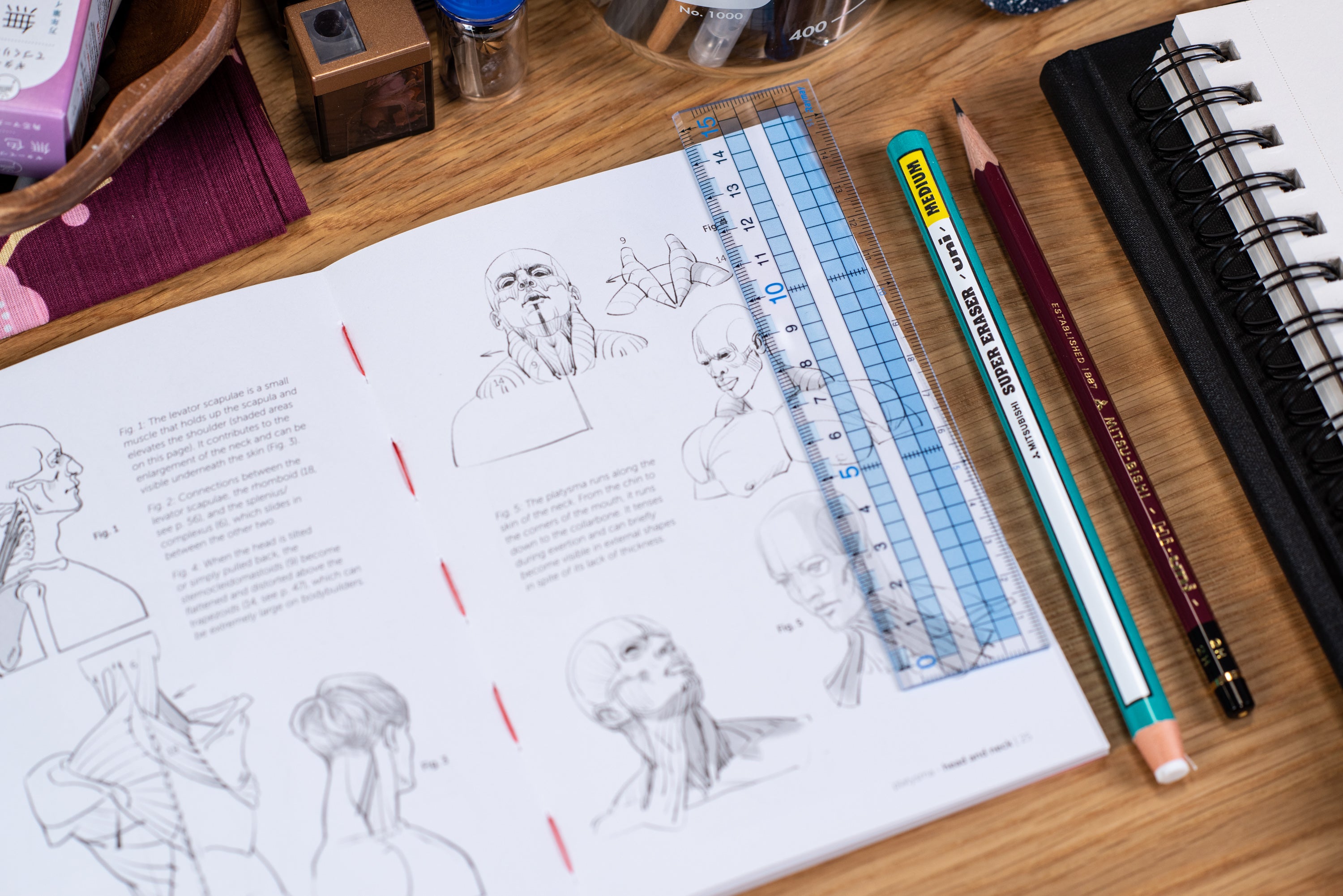 Morpho Anatomy Handbooks: Muscled Bodies