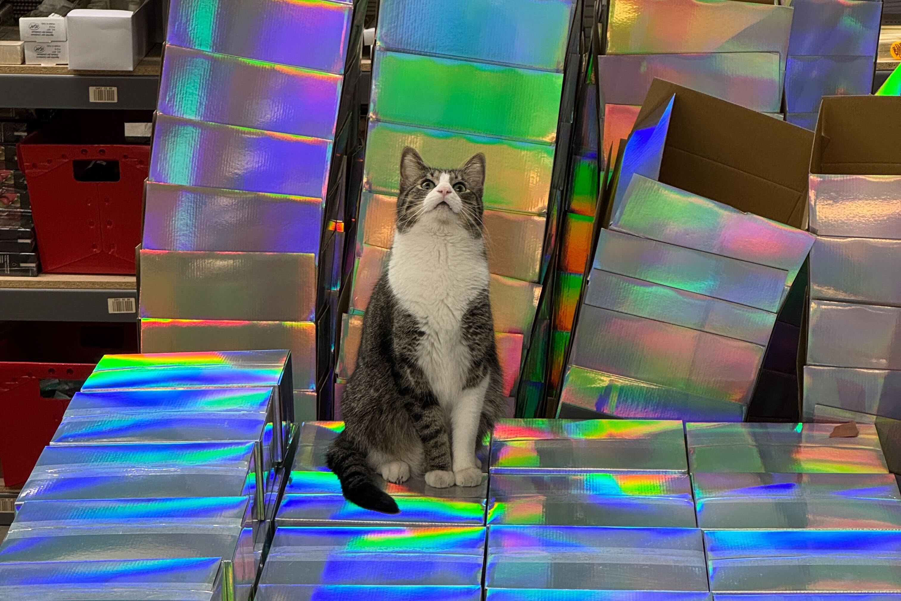 Mystery Box 2025: It's Shiny!