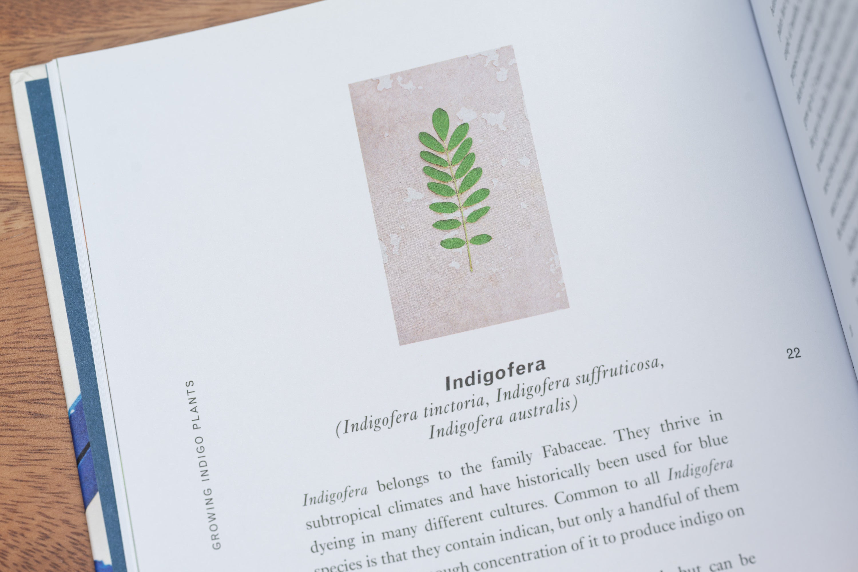 Indigo: Cultivate, Dye, Create