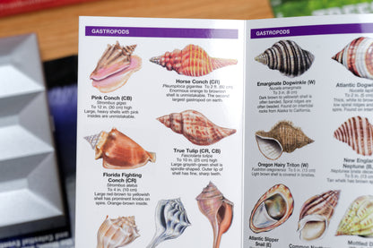 Pocket Naturalist: Seashells