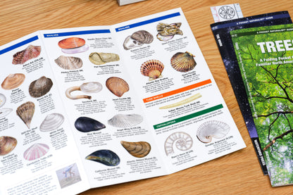 Pocket Naturalist: Seashells