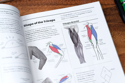 The Secrets of Artistic Anatomy
