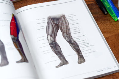The Secrets of Artistic Anatomy