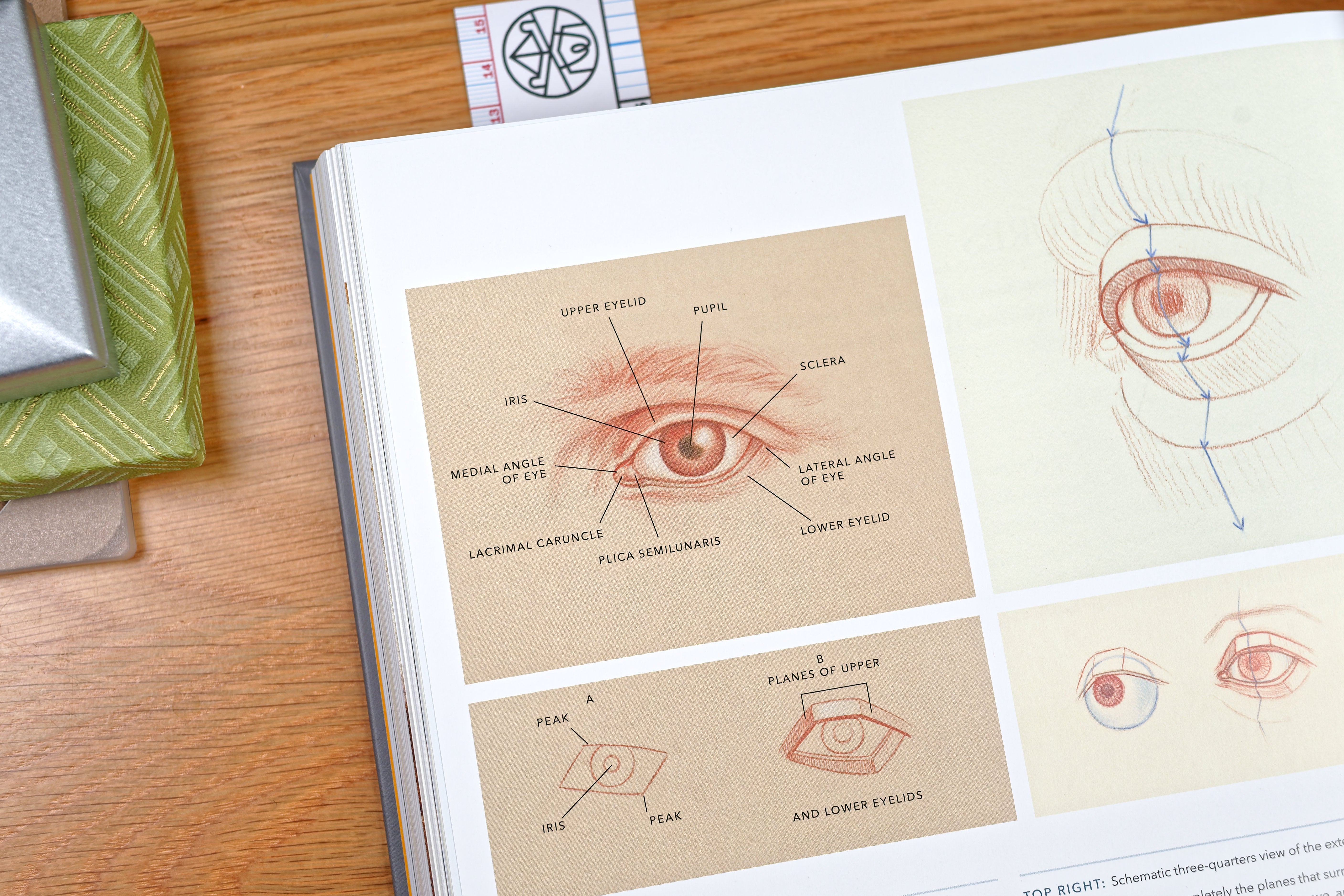 Dynamic Human Anatomy