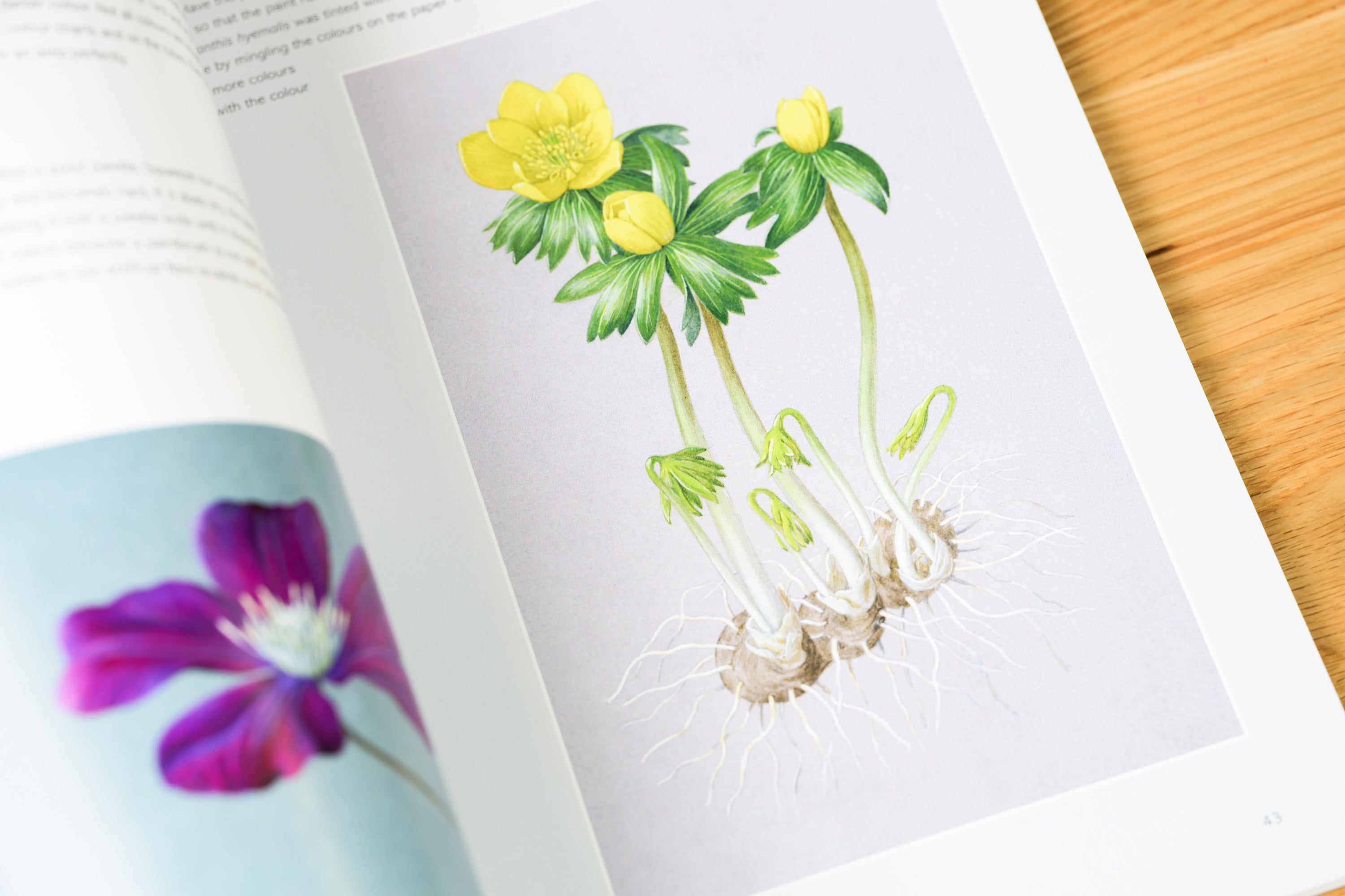 The Kew Book of Botanical Illustration
