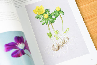 The Kew Book of Botanical Illustration