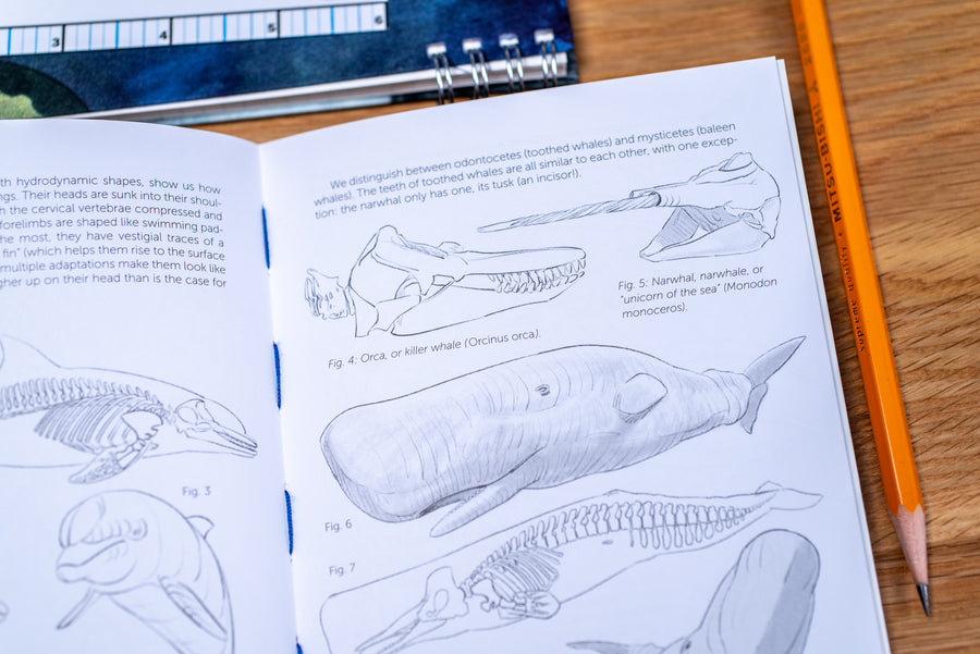 Morpho Anatomy Handbooks: Mammals